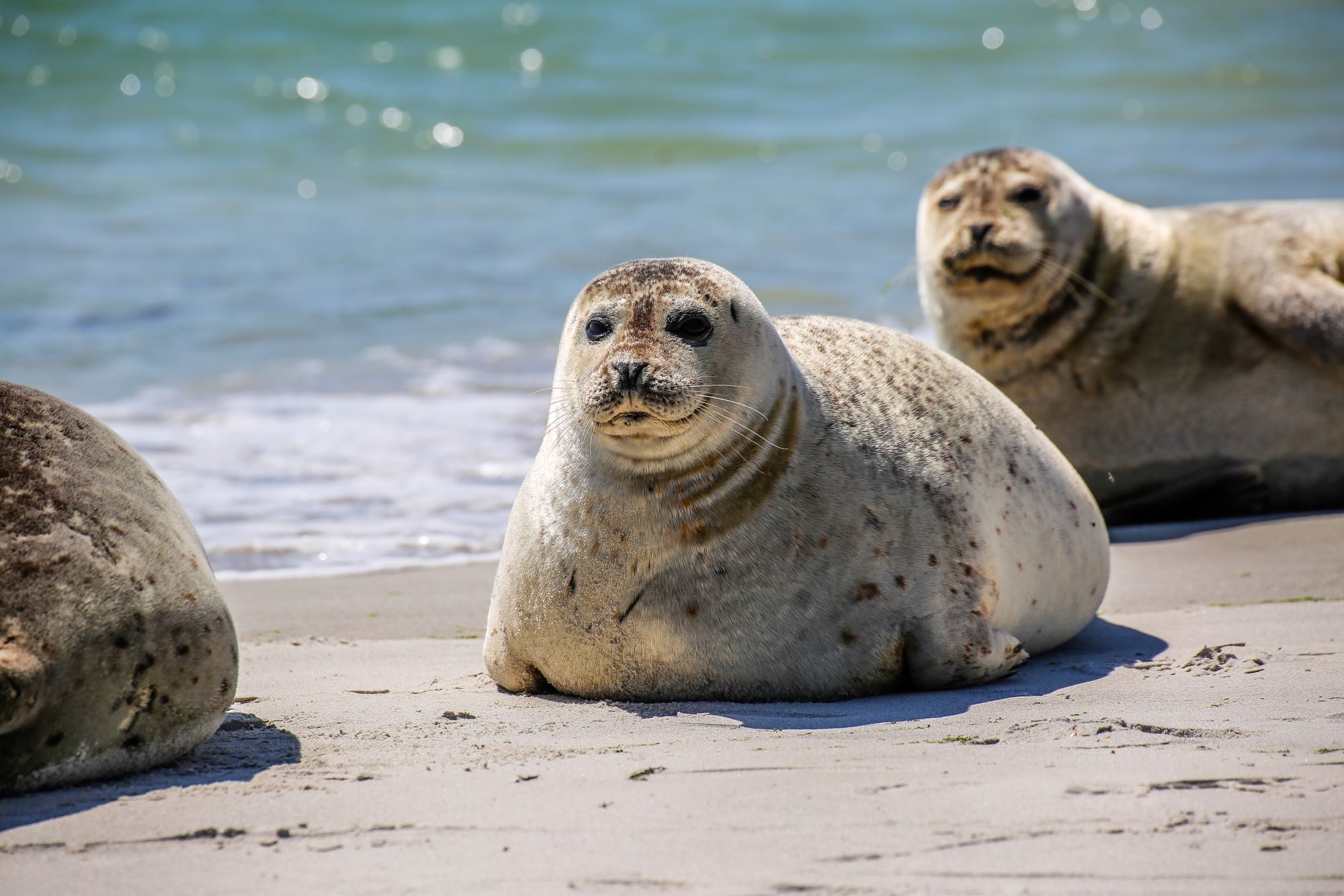 Kegelrobben sonnen sich am Strand