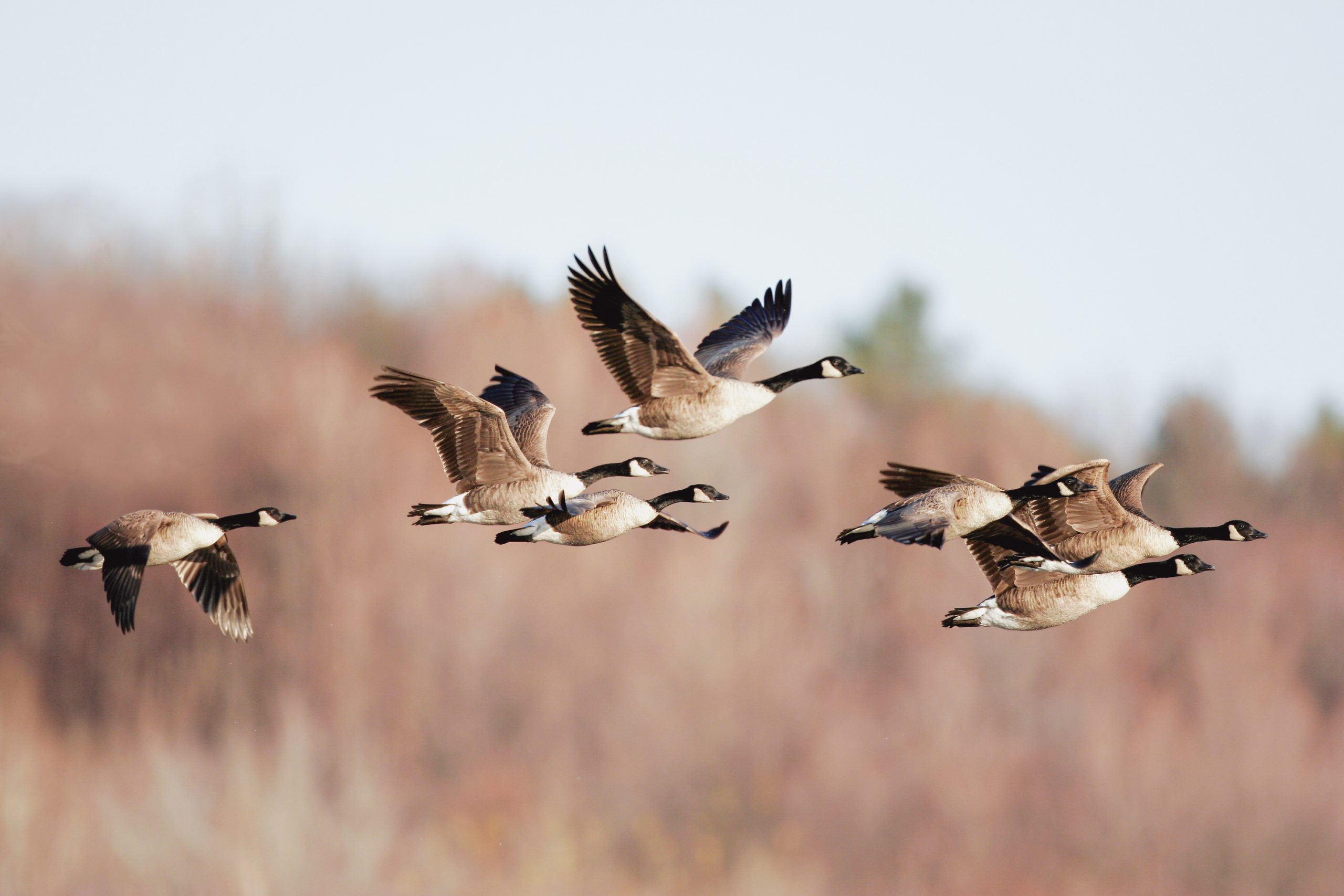 Canada geese migrating in the Fall of the year