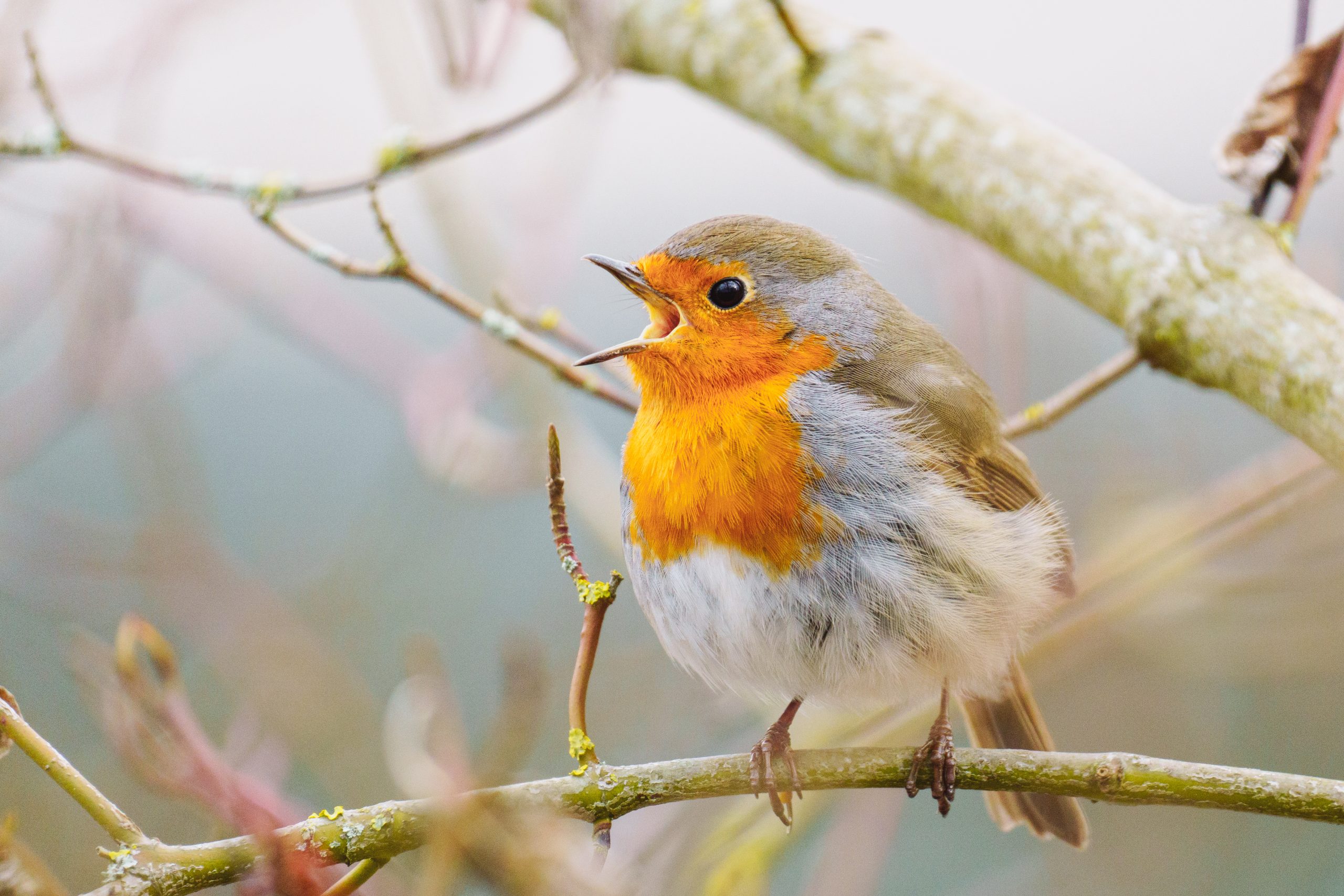 Der Frühling ist da