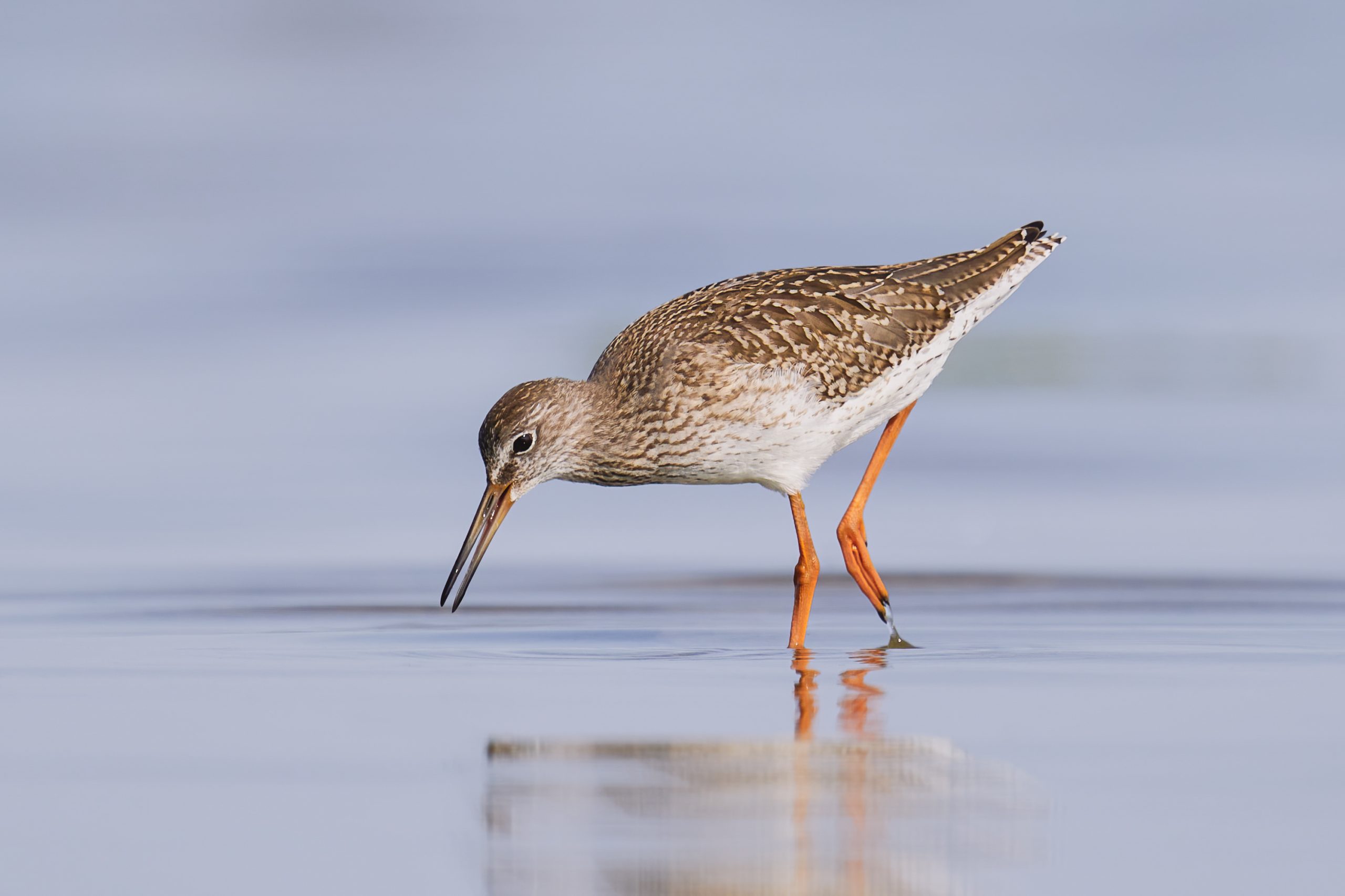 Common redshank in its natural enviroment