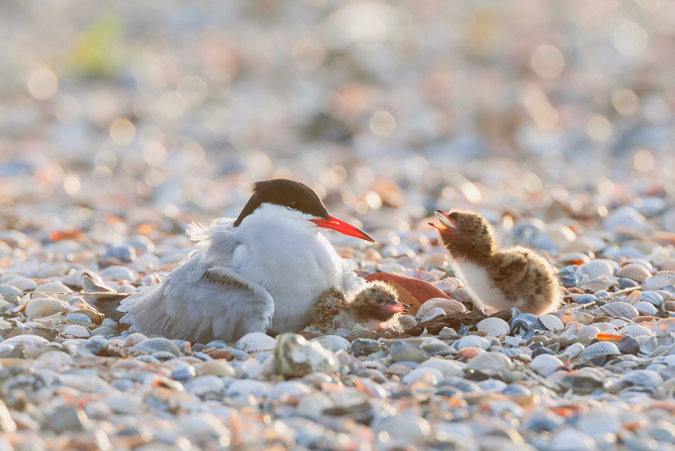 Common Tern (Sterna hirundo) on Wadden island Texel in the Netherlands. Sitting on its nest.