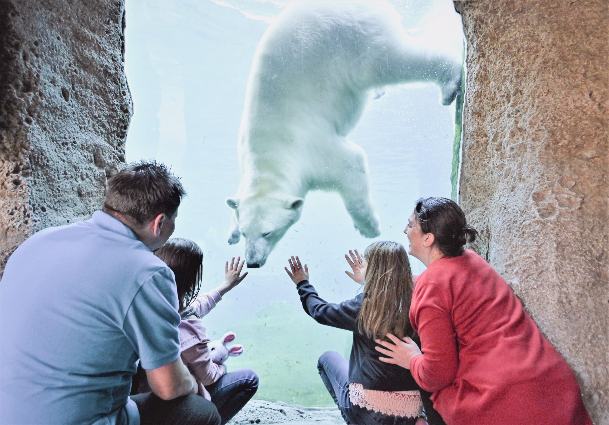 Zoo am Meer Eisbär-Familie unter Wasser (c) Nicole Tönjes_Zoo am Meer Bremerhaven