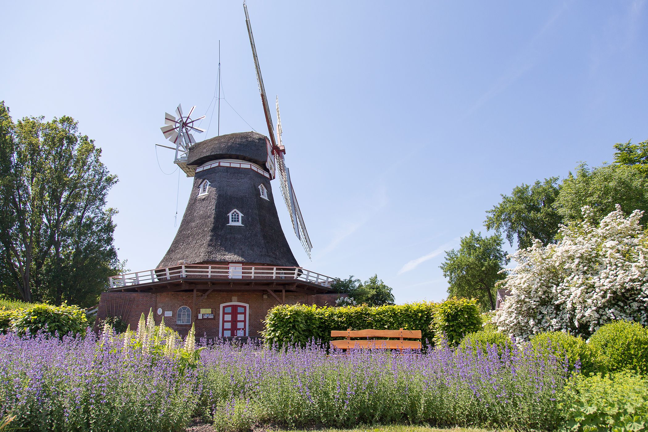 Lavendel vor der Mühle in Bad Bederkesa