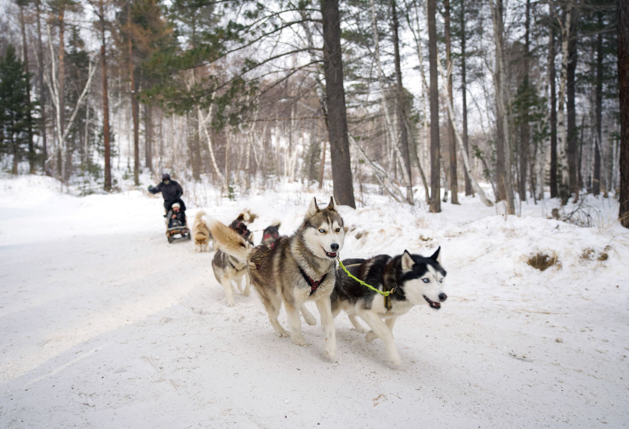 Huskys vor einem Schlitten